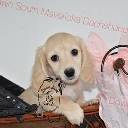 Pink girl - Cream female Dachshund puppy in Seminary, Mississippi from Down South Mavericks Dachshunds