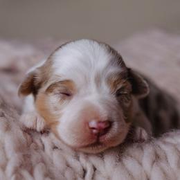 Vita - Red merle female Miniature American Shepherd puppy in Fresno, California from Alpine Tails