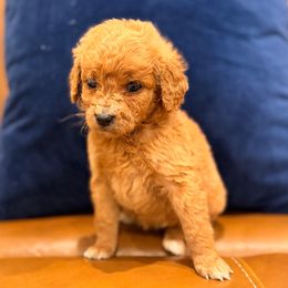 Girl 2 - Red  female Goldendoodle puppy in Meridian, Mississippi from Magnolia Poodles and Doodles