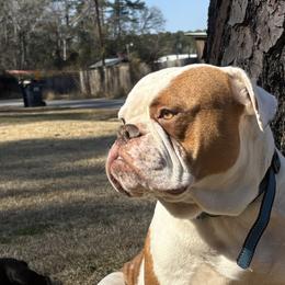 American Bulldogs from DF's Unlimited Ruff