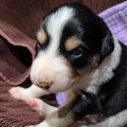 El Mirage - Tri-color female Border Collie puppy in Chino Valley, Arizona from Dog Pond Border Collies