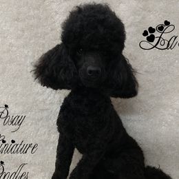 Lala - Poodle
