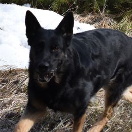 German Shepherds from Shepherd's Meadow Guardians