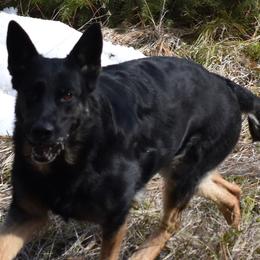 German Shepherds from Shepherd's Meadow Guardians