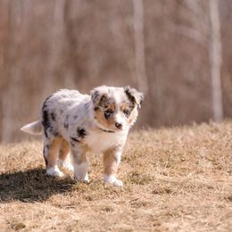 Border Collie Puppies from Snow Pine Ranch
