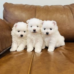 American Eskimo Dog puppies from Brookside Eskies