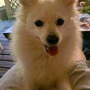 American Eskimo Dogs from Kathy's American Eskimo Dogs