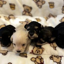 Boy 1 - Black male Miniature Schnauzer puppy in Lehigh Acres, Florida from Regency Schnauzer