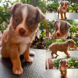 Red tri female - Red tri female Toy Australian Shepherd puppy in Brooker, Florida from Honey, I Shrunk the Aussies