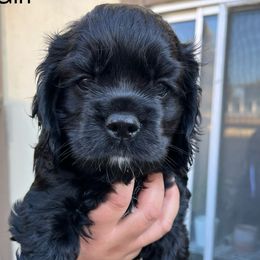 Girl 1 - Black female Cocker Spaniel puppy in Salinas, California from Ileana Madrigal