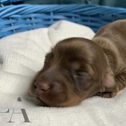 Dachshund Puppies from L & A Dachshunds