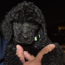 Charlotte - Blue female Poodle puppy in Hesperia, California from Whitesock Standard Poodles