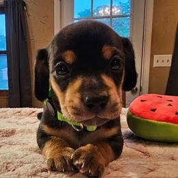 Lt Green - Black and tan male Dachshund puppy in Colony, Kansas from Randal'sDachshunds