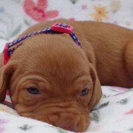 Pup g2 - Golden rust female Vizsla puppy in New London, Iowa from Circle Bar J