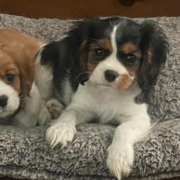Tri Girl - Tri-color female Cavalier King Charles Spaniel puppy in Meredith, New Hampshire from Meant To Be Cavalier King Charles Spaniels