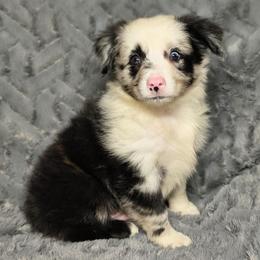 Bo - Blue merle male Miniature Australian Shepherd puppy in Alabama from SBA Aussies