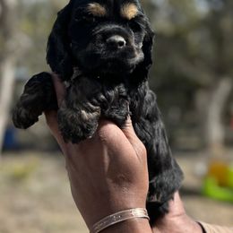 Cocker Spaniel Puppies from Hidden Valley Cocker Spaniels