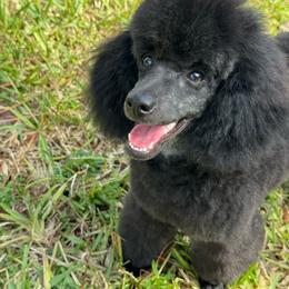 Blu - Blue male Poodle puppy in Labelle, Florida from RomLein Poodles
