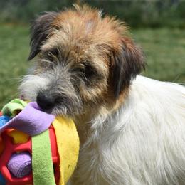 BJ - Russell Terrier