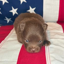 Woody - Chocolate male Pomeranian puppy in Lexington, Oklahoma from BooneDox Miniature Dachshunds