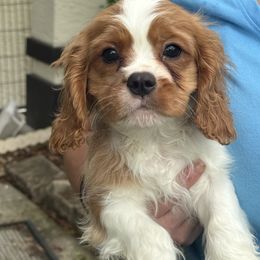 Smoosh - Blenheim male Cavalier King Charles Spaniel puppy in Ocala Fl, Florida from Encore Cockers