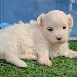 Kelsi - White female Maltese puppy in Aurora, Missouri from KnJ Precious Paws LLC