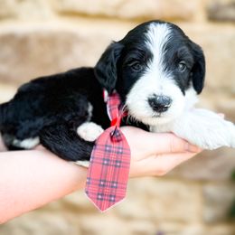 Popsicle - Black and white male Sheepadoodle puppy in Marion, Ohio from Doodles & Doxies