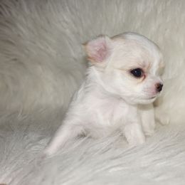 Girl 2 - Cream and white female Chihuahua puppy in Deridder, Louisiana from BG's Chihuahua