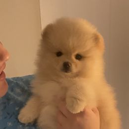 Pomeranian and Pomsky Puppies from High Quality Pomeranians