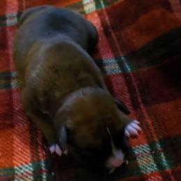 Girl 5 - Fawn female Boxer puppy in Temple, Georgia from B&B Boxers