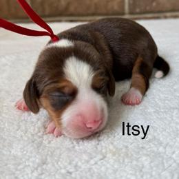 Itsy - Brown white and tan female Beagle puppy in Rogersville, Missouri from Hales Little Beagle Haven