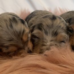 Dachshunds from Grimm Tailed Doxies