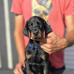 Dark Blue Collar Boy - Black and rust male Doberman Pinscher puppy in Stow, Ohio from Imperium Dobermann