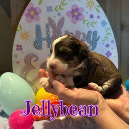 Jellybean - Brown and white female Bernedoodle puppy in St. James, Missouri from Backwoods Bernedoodles