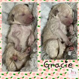 Gracie- Pink - Parti female Goldendoodle puppy in Ankeny, Iowa from Iowadoodles2love