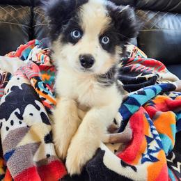 Steele - Black tri male Miniature American Shepherd puppy in Shreveport   Bossier, Louisiana from Jem Miniature American Shepherds