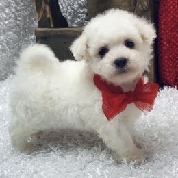 Poodle Puppies from Puppies-4U