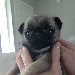 Orange collar female - Fawn female Pug puppy in Saint Helens, Oregon from Ebert Golden Retrievers & Pugs
