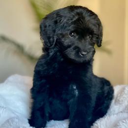 Bella - Black female Labradoodle puppy in San Antonio, Texas from I Love U Back Labradoodles, LLC