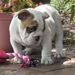 DIXIE - White female Bulldog puppy in Wichita, Kansas from Waltman's Bulldog's