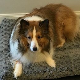Shetland Sheepdog All Grown Up from Fox Point Farm Toy Shelties
