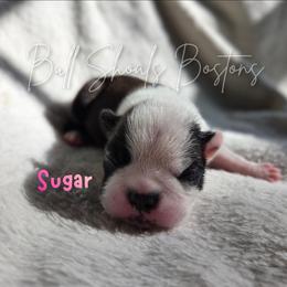 Sugar - Seal and white female Boston Terrier puppy in Lead Hill, Arkansas from Bull Shoals Bostons