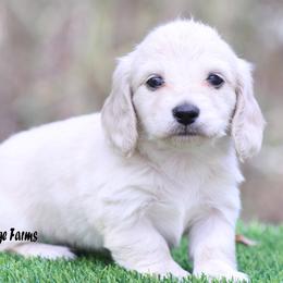 Wilson - Cream male Dachshund puppy in Murray, Kentucky from Shadow Ridge Farms