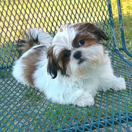 Chip - Red and white male Shih Tzu puppy in Wild Rose, Wisconsin from Sorenson's Shih-tzus