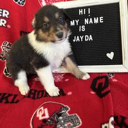 Jayda - Black white and tan female Collie puppy in Beaver, Oklahoma from Lawson’s Lassies