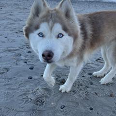 Catalina - Siberian Husky