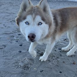 Catalina - Siberian Husky