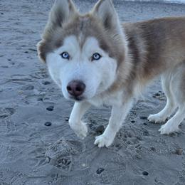 Catalina - Siberian Husky