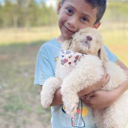 Aussiedoodle, Poodle, and Saint Berdoodle Puppies from Remington Kennels, LLC