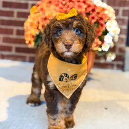 Eevee - female Australian Mountain Doodle puppy in Pittsburgh, Pennsylvania from WestPenn Doodles LLC
